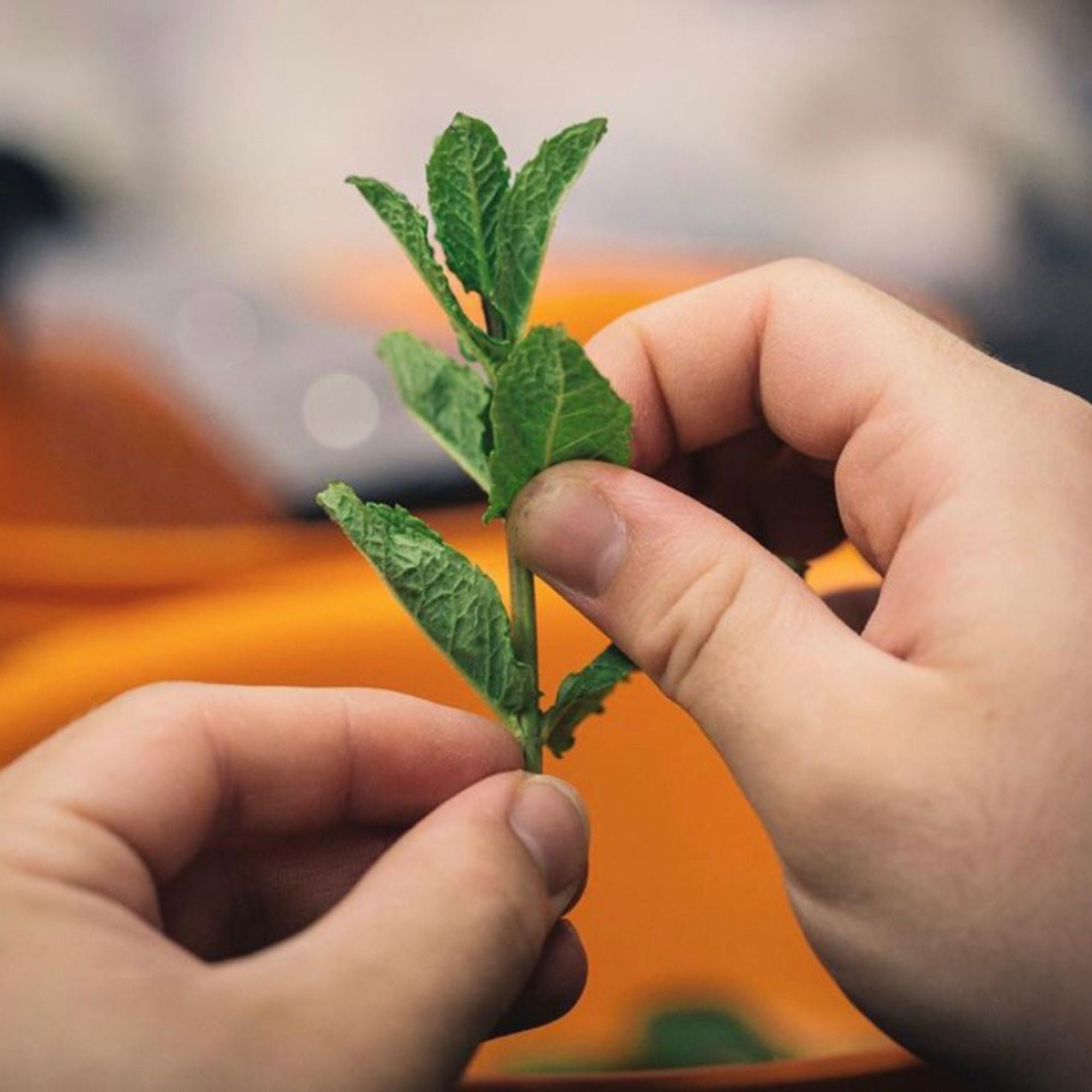 Close-up of hands holding mint leaves against a blurred background