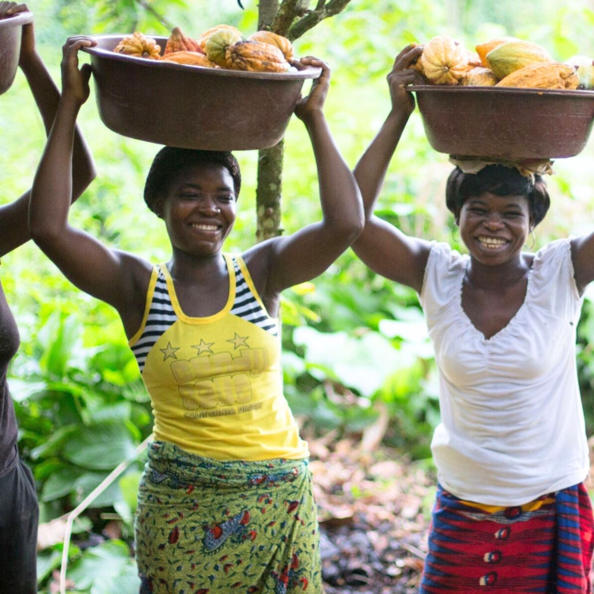 Two women carrying bowls of cocoa beans on their heads in a forest setting.